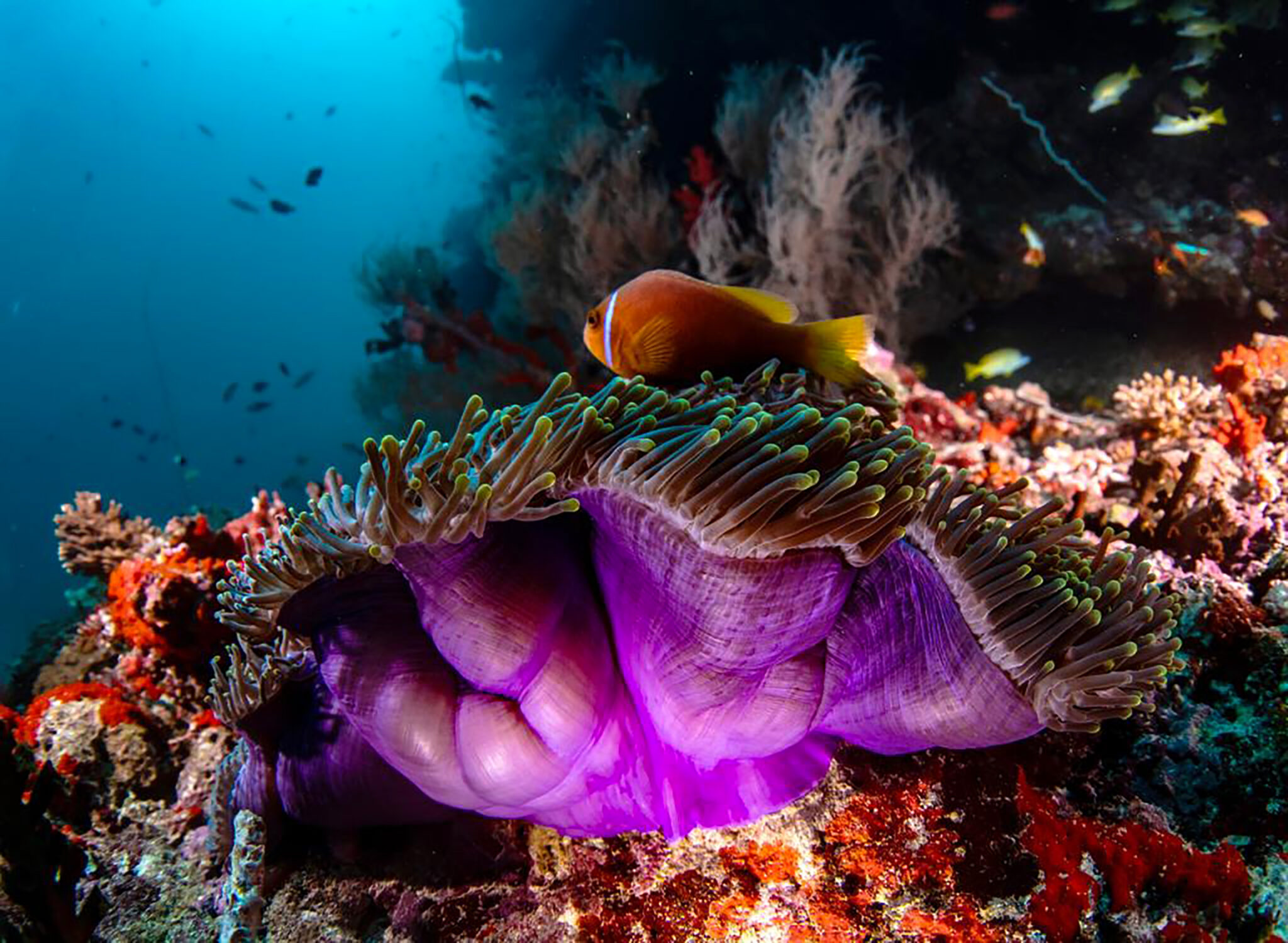 Schedules Scuba Therapy Maldives schedules-scuba-therapy-maldives